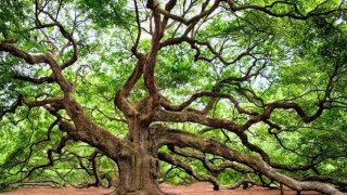 Дъб на 300 г. се бори  за Европейско дърво