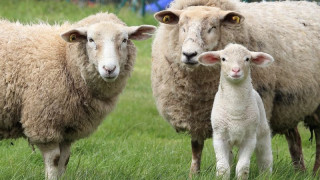 Заради бруцелоза умъртвиха всички животни във ферма в Кюстендилско