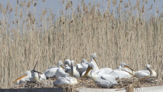 Пеликаните в Сребърна излюпиха първите си малки