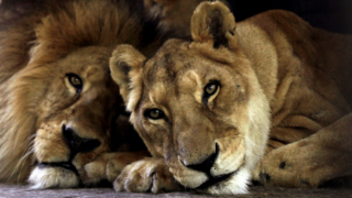 4 лъва от цирка се завърнаха в Южна Африка