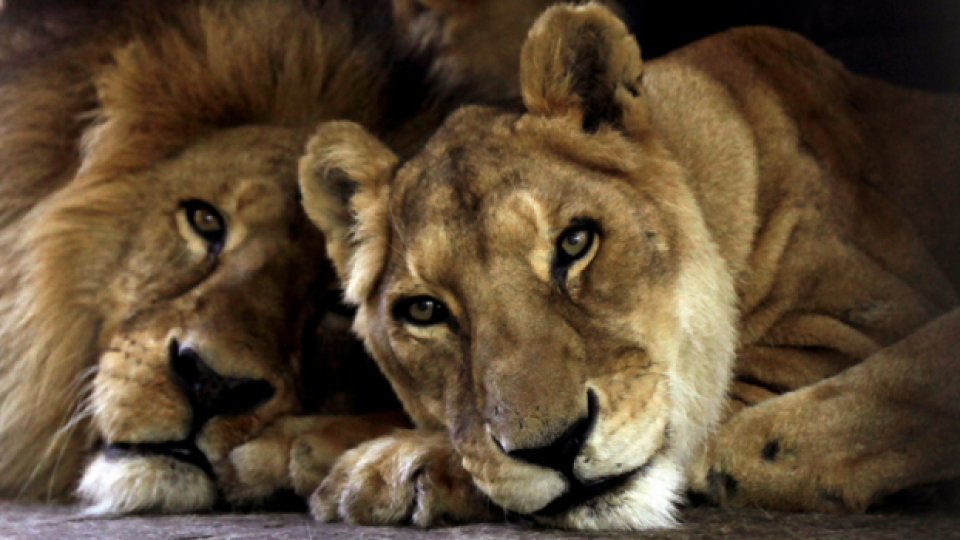 4 лъва от цирка се завърнаха в Южна Африка | StandartNews.com