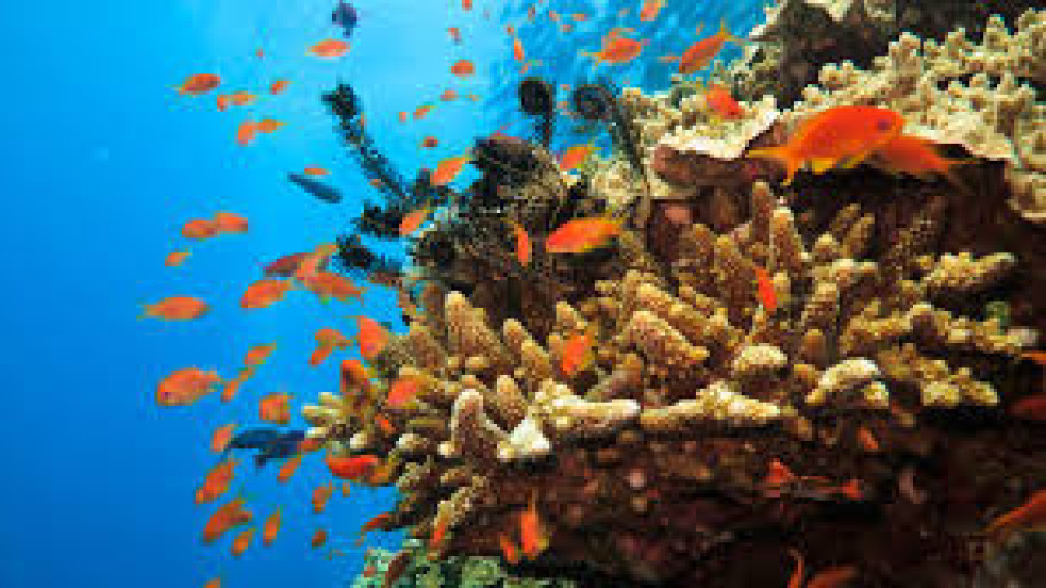 Откриха коралов риф в Адриатическо море | StandartNews.com
