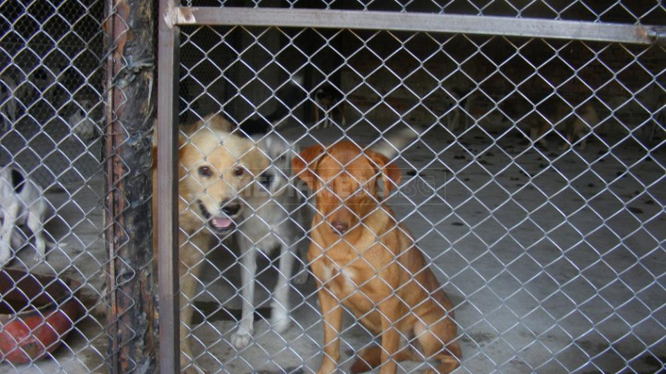 В Мездра осиновяват изоставени кучета | StandartNews.com
