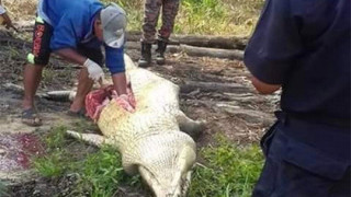 Изчезнал мъж откриха в крокодил