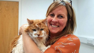 Коте на 31 години си живее щастливо в Англия
