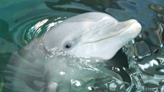 Бебе делфин във Варна