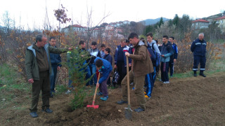 Засадиха 400 фиданки червен дъб в Кърджалийско