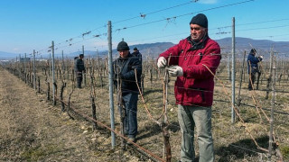 Извънземно: Грузия ще произвежда вино на Марс