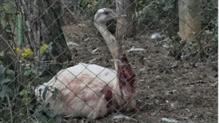 Хъски нападна нанду в старозагорския зоопарк
