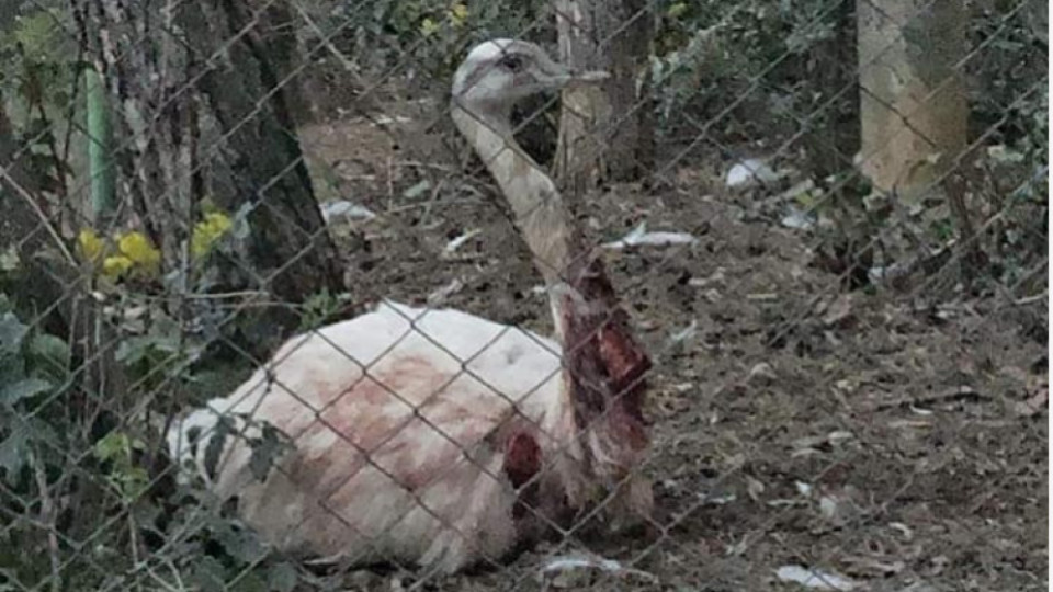 Хъски нападна нанду в старозагорския зоопарк | StandartNews.com