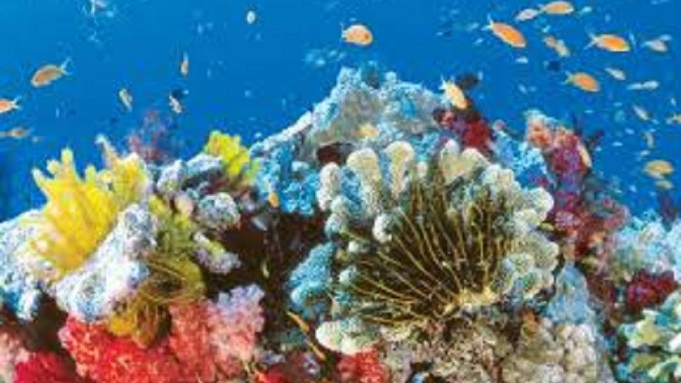 Най-големият изкуствен коралов риф в света в ОАЕ | StandartNews.com