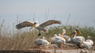 Еноти нападнаха пеликаните в Сребърна