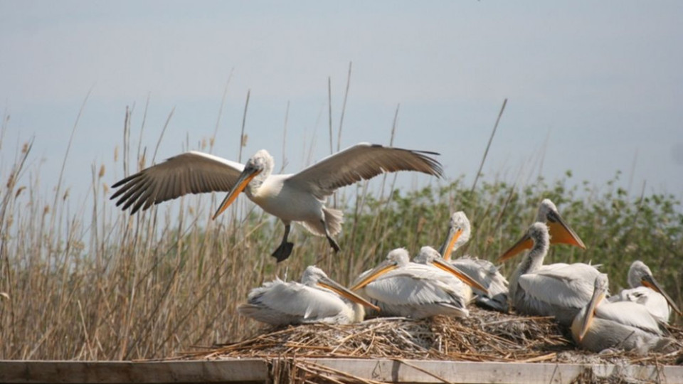 Еноти нападнаха пеликаните в Сребърна | StandartNews.com
