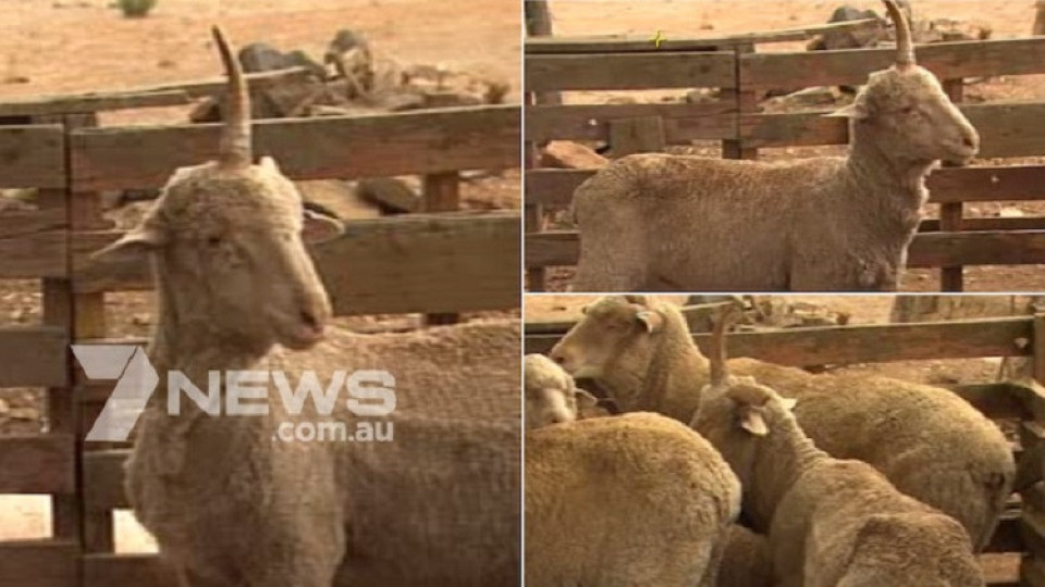 Овца еднорог спасена от смърт с бира | StandartNews.com