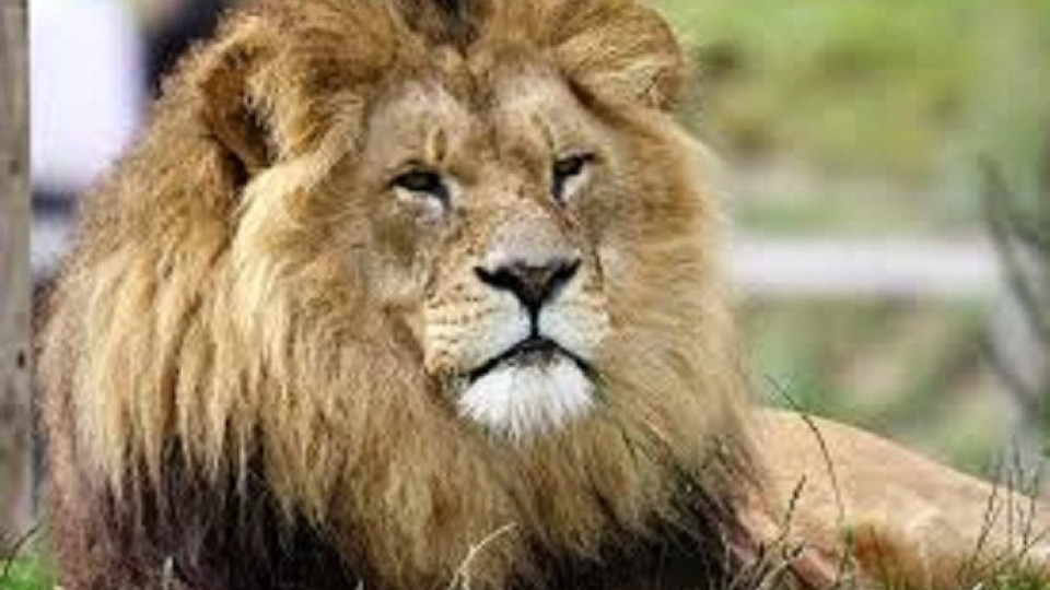 Най-големият древен лъв в света тежал 1500 кг | StandartNews.com