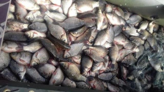 Конфискуваха 150 кг риба в Монтана