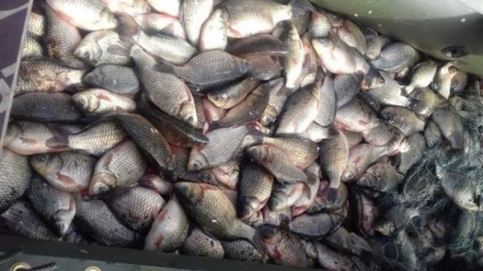 Конфискуваха 150 кг риба в Монтана | StandartNews.com