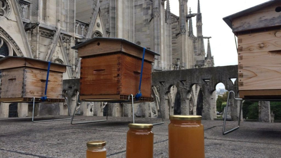 Чудо! Пчелите в Нотр Дам оцеляха | StandartNews.com