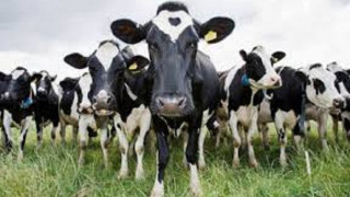 Наръчник за срещи с крави в Австрия