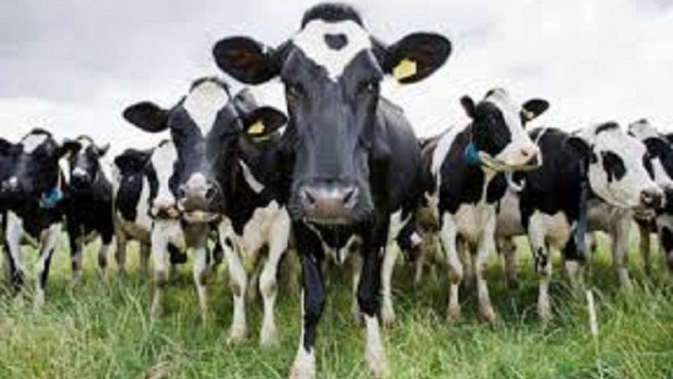 Наръчник за срещи с крави в Австрия | StandartNews.com