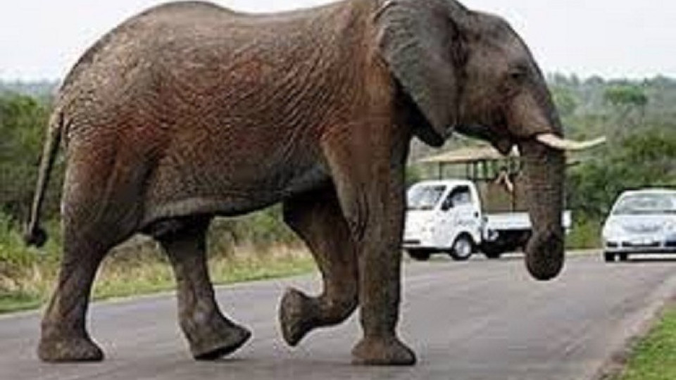 Разярен слон уби петима в Индия | StandartNews.com