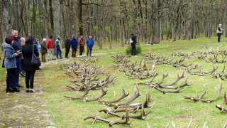 Седем ловни стопанства подредиха изложба от  еленови рога