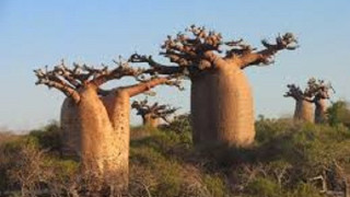 Баобабът - най-дебелото дърво на земята