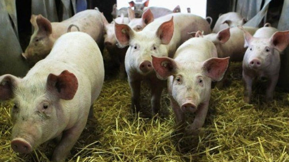 Китайците изядоха  свинското на Европа | StandartNews.com