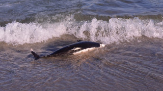 Рядък делфин, погълнал пластмаса, намерен на брега