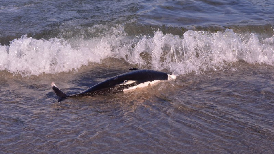 Рядък делфин, погълнал пластмаса, намерен на брега | StandartNews.com