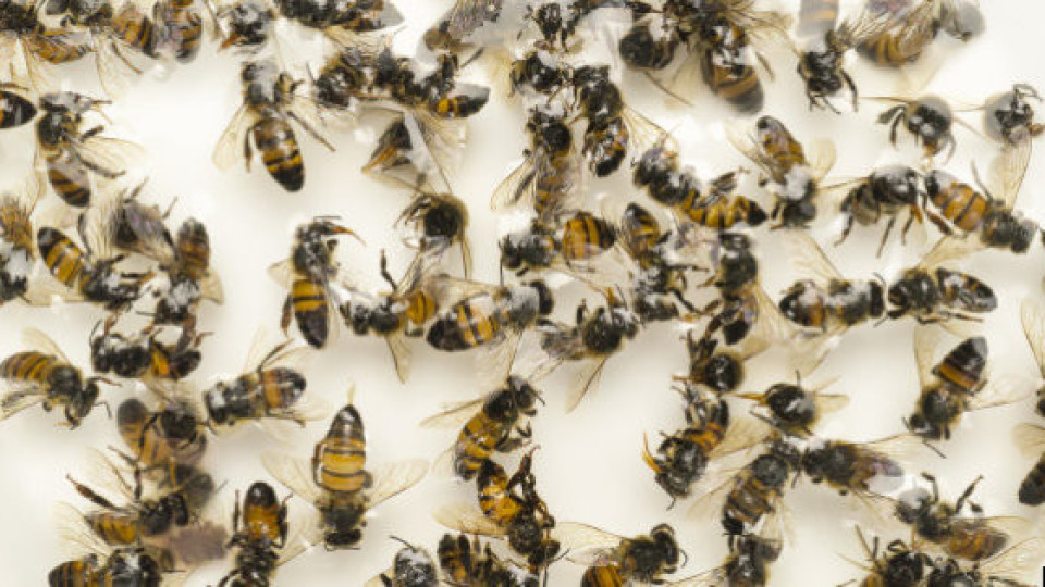 Пестициди тровят пчели в Добричко и Бургаско | StandartNews.com