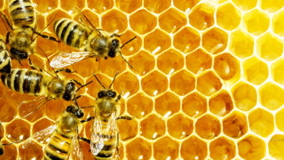 ВМРО за криминализиране убийството на пчели