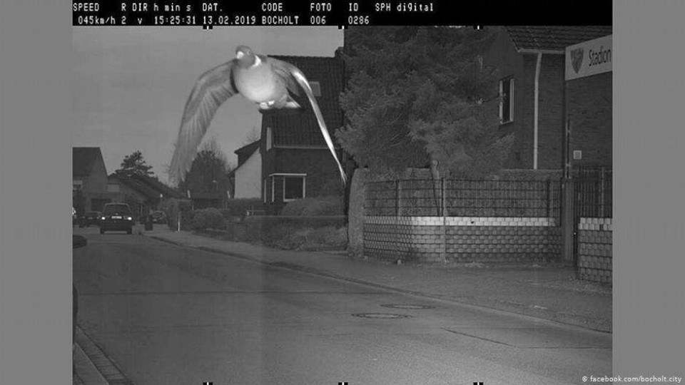 Гълъб лети с превишена скорост, камера го засича | StandartNews.com