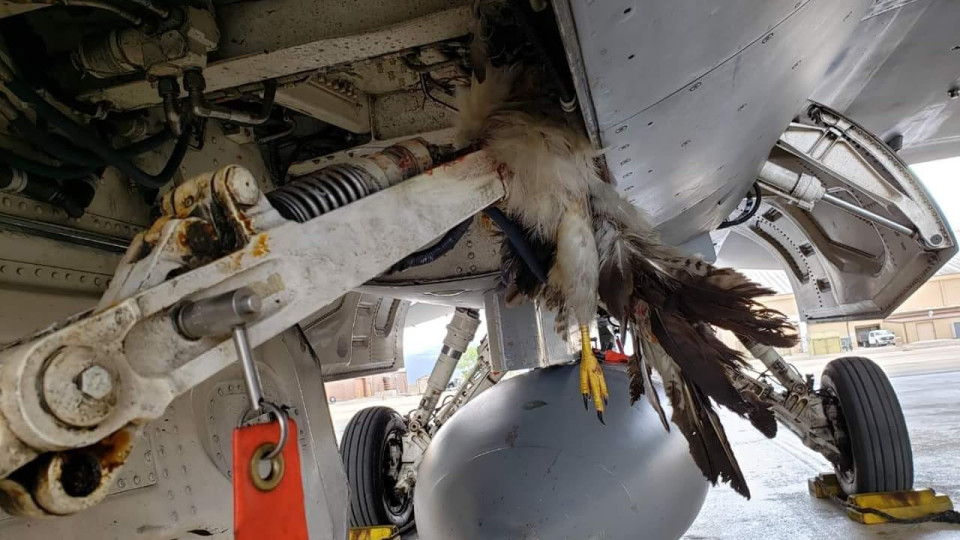 Птица се удари в F-35B, нанесе щети за милиони | StandartNews.com