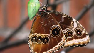 Изложба „Живи тропически пеперуди” в Благоевград