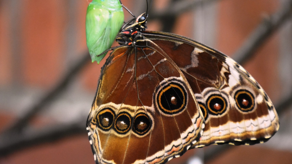 Изложба „Живи тропически пеперуди” в Благоевград | StandartNews.com