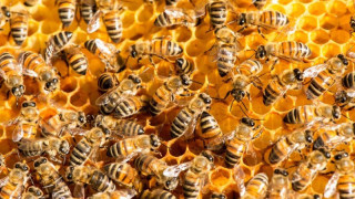 Семейство спи с 80 000 пчели