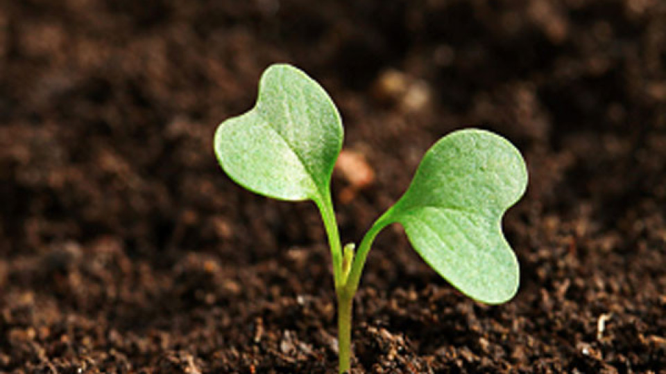 Американски щат превръща починали в почва за растения | StandartNews.com