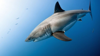 Голяма бяла акула в протока Лонг айлънд