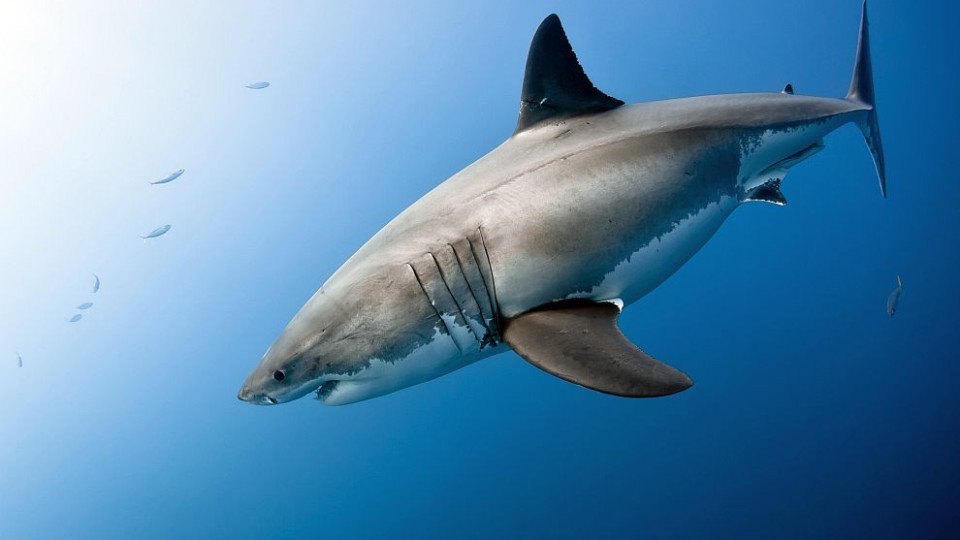 Голяма бяла акула в протока Лонг айлънд | StandartNews.com