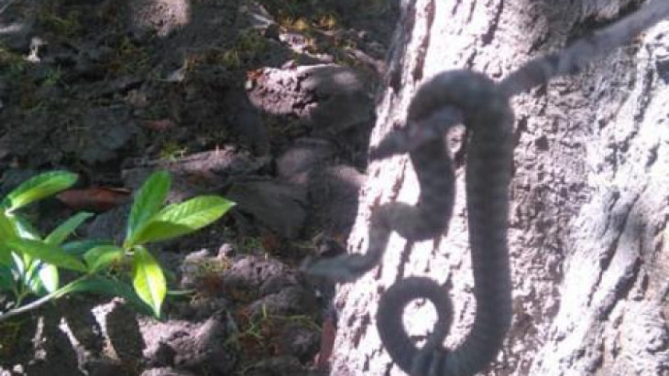 Змия пощури варненци в морската градина | StandartNews.com