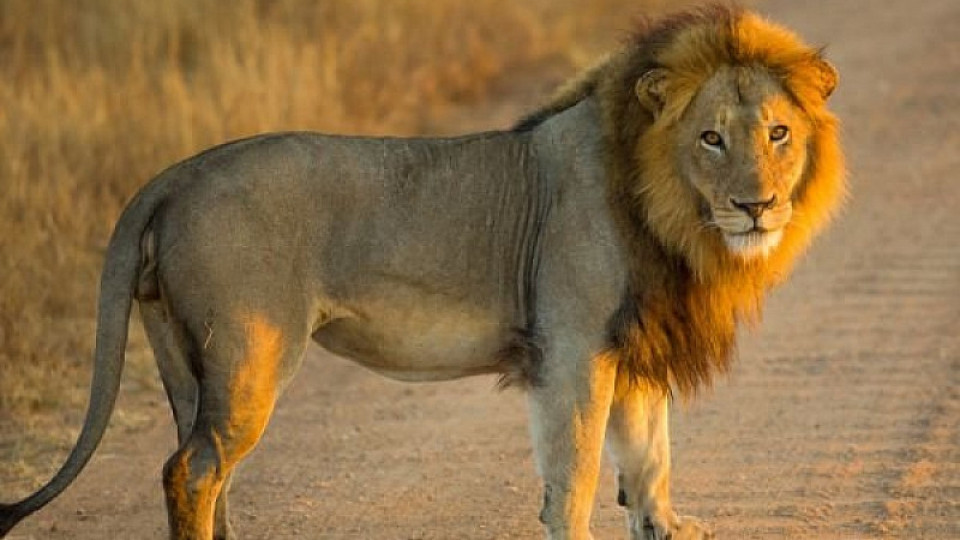 Лъвове бягат от резерват в Камерун | StandartNews.com