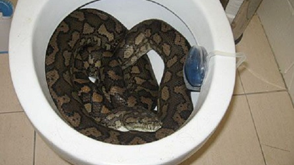 Змия в тоалетна чиния ухапа мъж | StandartNews.com