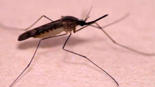 ГМО гъба трепе комари