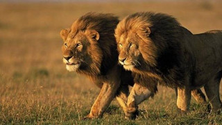Лъвове бягат от национален парк в Южна Африка