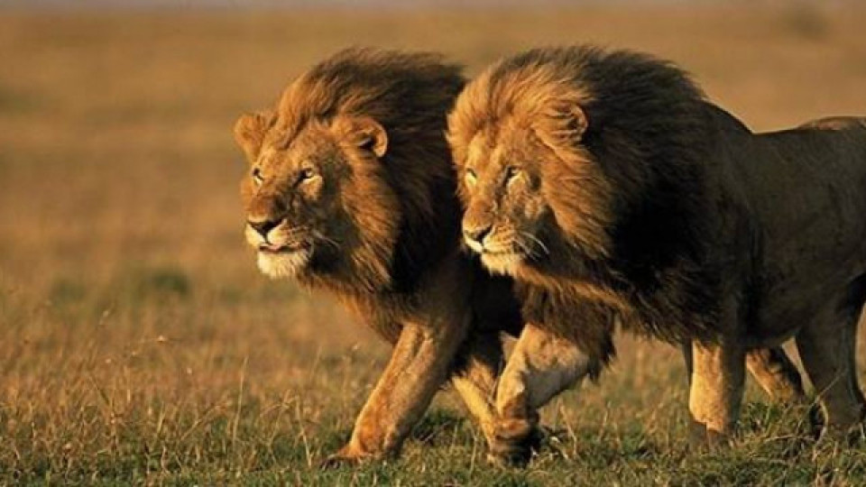 Лъвове бягат от национален парк в Южна Африка | StandartNews.com