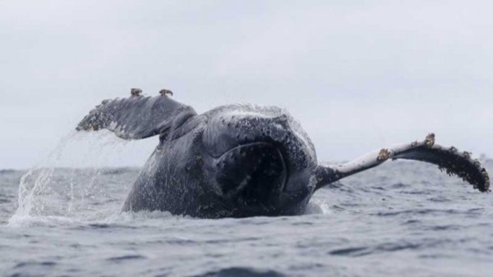 Канада забранява улавянето и развъждането на китове и делфини | StandartNews.com