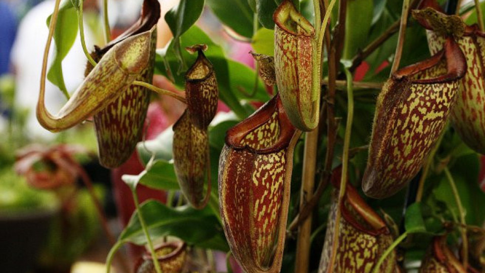 Изчезват стотици растителни видове | StandartNews.com