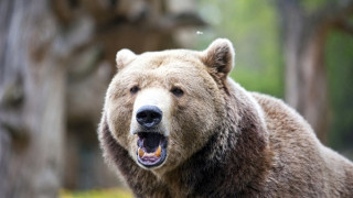 Труп на мечка открит до Самоков