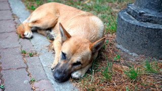 Осъдиха община за бездомно куче